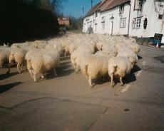 RPR Sheep outside Fleur de Lys Lowsonford