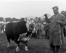 S1804 Mr Ivor Johnson leading a prize winning Herefordshire bull at the Staffordshire show in 1950
