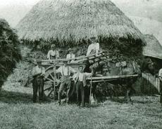 Gem S Smith Gem Samuel Smith (centre front) haymaking at Rowington 1909