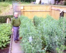 11 Bob in garden Bob Sweetman in back garden at No 1 Finwood Road with pea rows and potatoes