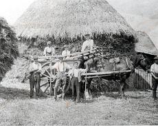 img20220127_0196 Haymaking 1906 at Halstretton Farm On the cart are Jim Lane (L), Joes Smith in hat, Osborn Smith on gearings. In front Gem Smith leaning on fork and Dick Priest...