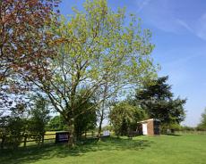 IMG_2698 Jubilee trees at the cricket ground