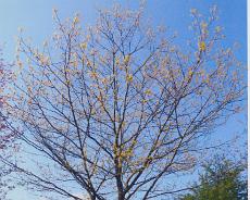 Royals_0022 Oak tree at Melson Memorial Ground planted at 1977 Jubilee