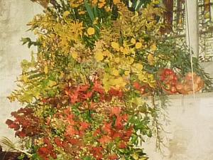 Festival of Flowers 1993