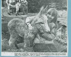 Shrewley06_0016 Shrewley donkeys - Gate House Farm. N Warwickshire HUnt