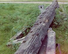 Shrewley03_0012 Beams from Old Haseley Manor