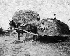 Wallis Haycart Wallis's High Cross Farm 1928
