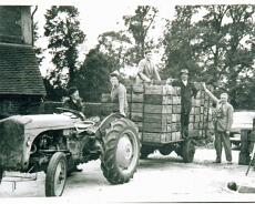 img20220104_0130 ?, Ethel Harrison, Tony Ganner, Henry Harrison, Phillip Ganner, bringing in the apple harvest at Shepherd's Fold. Phil Ganner planted 22 acres of orchard there...