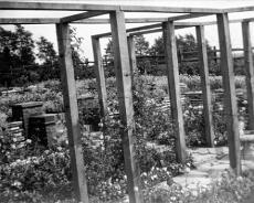Cavan Hayes Finwood Hill Rose Garden 1932 Finwood Hill House rose garden 1932
