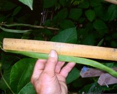 9 Bob's Bean 16-in bean grown in the garden of No 1 Finwood Road by Bob Sweetman in July 14 2007